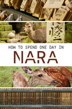 an advertisement for the book how to spend one day in nara with deers