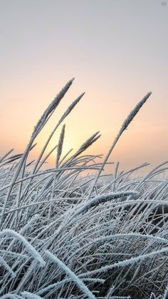 the sun is setting behind some frosty plants in front of a body of water