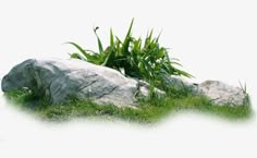 a rock and some grass on a white background