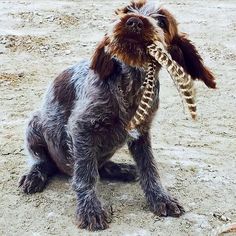 a dog is holding a bird in its mouth