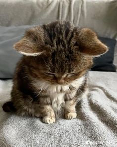 a small kitten sitting on top of a bed