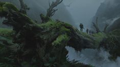 two people standing on top of a fallen tree in the middle of a forest filled with fog