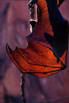 a black and white photo of a bat hanging upside down