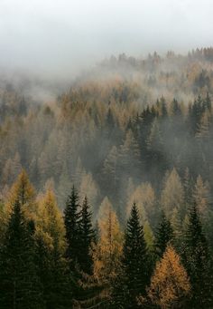 foggy forest with trees in the foreground and yellow foliage on the far side