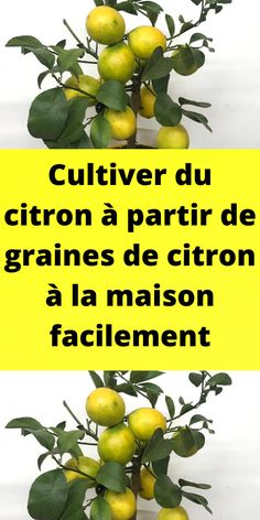 there is a plant with fruit growing out of it's leaves and the words cultiver du citron a partir de grains de citron