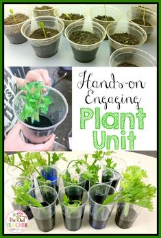 hands on engaging plant unit for kids