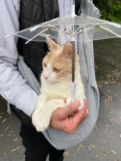 a person holding an umbrella with a cat in it