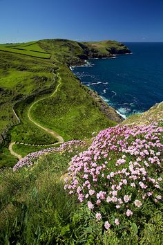 pink flowers growing on the side of a hill next to the ocean with cliffs in the background