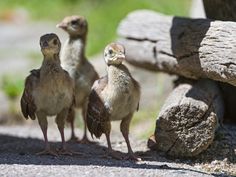 three baby ducks are standing next to each other on the ground in front of some rocks