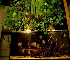 a fish tank filled with plants and water