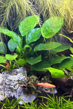 an aquarium with plants and rocks in it