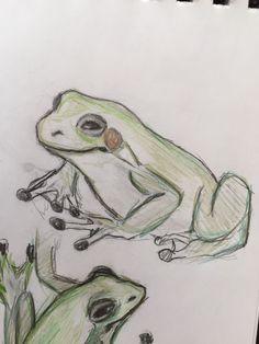 a pencil drawing of a frog sitting on top of a leafy plant next to another frog