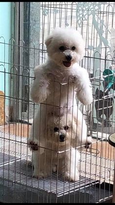 a small white dog standing on its hind legs in a cage