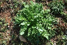 a small bush with green leaves in the middle of some grass and dirt on the ground