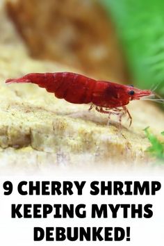 a red shrimp with the words 9 cherry shrimp keeping myths debunked