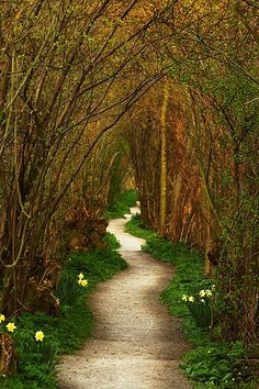 a dirt path surrounded by trees and flowers in the woods with yellow daffodils on either side