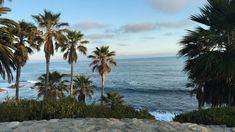 palm trees and the ocean on a sunny day