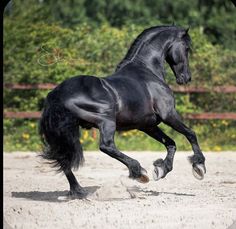 a black horse is galloping on the sand in front of some bushes and trees