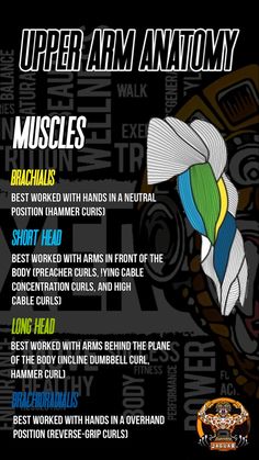 the upper arm anatomy for muscles with instructions on how to do it and what to use