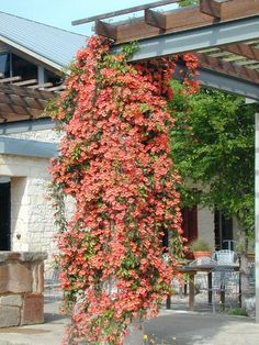 an orange flowered vine is growing on the side of a stone building in front of a patio