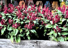 some red flowers are growing in a wooden box