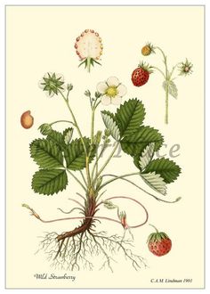 an illustration of strawberries and other plants