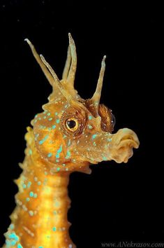 a close up of a yellow and blue seahorse with spots on it's face