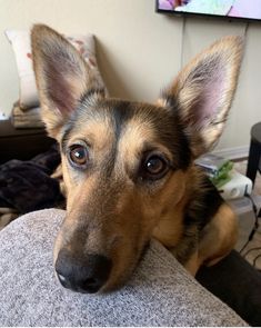 a dog sitting on top of a couch looking at the camera