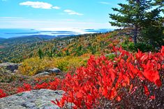 red plants on the side of a mountain with trees in the background and water in the distance