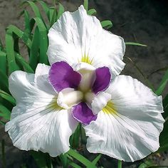 a white and purple flower sitting in the middle of some green grass on top of a sidewalk