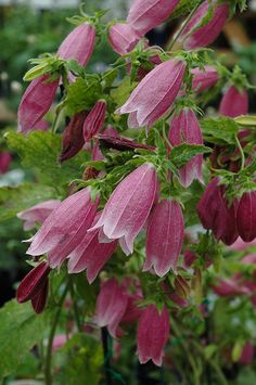 pink flowers are blooming in the garden, with green leaves and stems on them