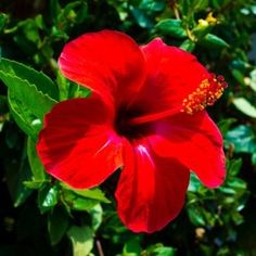 a red flower with green leaves in the background