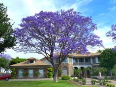 a large purple tree in front of a house