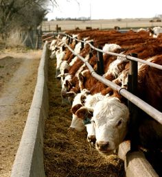 cows are lined up in their pen at the farm