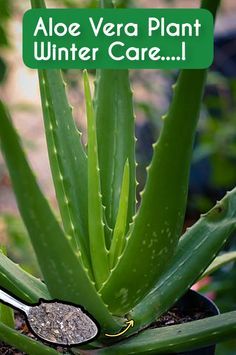 aloe vera plant with winter care sign above it