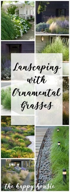 landscaping with ornamental grasses is an easy way to add color and interest to the landscape