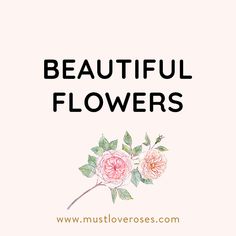 the words beautiful flowers are in black and white letters on a pink background with roses