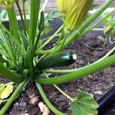 the zucchini plant is growing in the garden