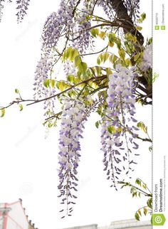 wistery tree with purple flowers in front of a white sky stock photo image