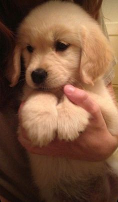 a woman holding a puppy in her arms