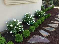 white flowers are growing in the corner of a garden area next to a wall and stone stepping stones