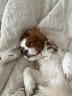 a small brown and white dog laying on top of a bed under a blanket next to pillows