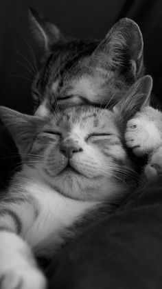 a black and white photo of a cat sleeping with its head on another cat's back