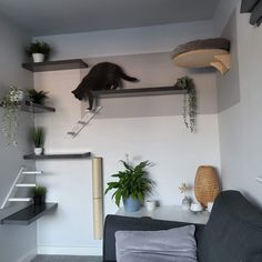 a cat climbing up the side of a wall in a living room