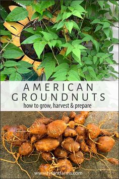 an image of american groundnuts growing on the ground with text overlay reading how to grow, harvest & prepare