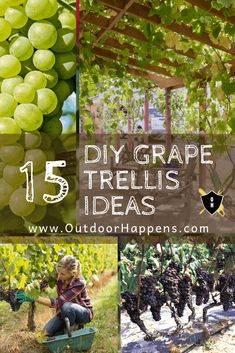 grapes growing in the vineyard with text overlay that reads 15 diy grape trellis ideas