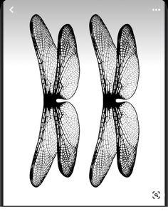 two black and white images of dragonflies