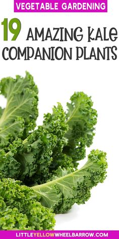 some green leafy vegetables with the words 19 amazing kale companion plants on it