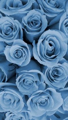 blue roses are arranged together in a close up view, with the petals slightly open