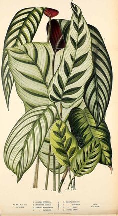 an antique botanical print of tropical leaves and flowers, from the natural history of plants